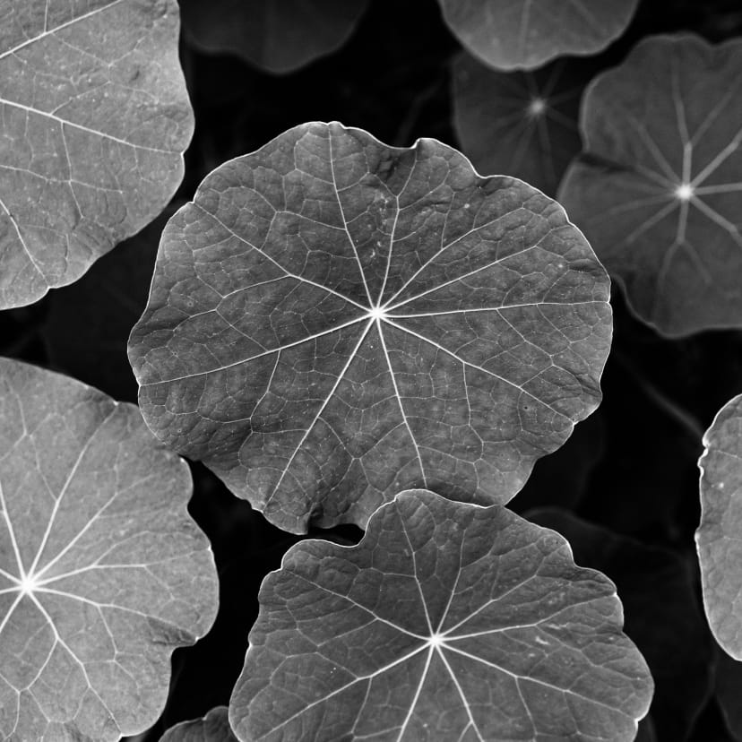 Black and white photo of leaves